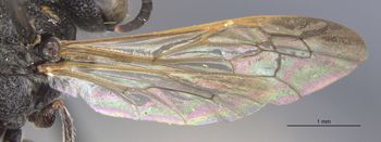 Media type: image;   Entomology 27620 Aspect: wing